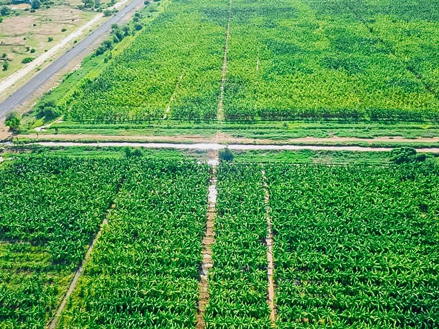 AbiyAhmedAli's tweet photo. As is the case for many parts of the country, the South Region is immensely rich in natural resources. This season, fruit and vegetable production has been exceptionally fruitful, with abundant harvests yielding 34.5 million quintals of fruits and 7.6 million quintals of vegetable crops. To build on this success, we must intensify our efforts across other regions, working towards a unified progress that strengthens our food security ambitions and ensures sustainable growth for the entire nation.