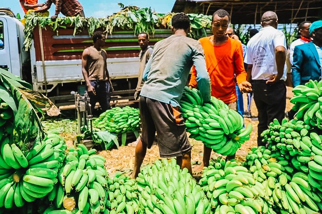 AbiyAhmedAli's tweet photo. As is the case for many parts of the country, the South Region is immensely rich in natural resources. This season, fruit and vegetable production has been exceptionally fruitful, with abundant harvests yielding 34.5 million quintals of fruits and 7.6 million quintals of vegetable crops. To build on this success, we must intensify our efforts across other regions, working towards a unified progress that strengthens our food security ambitions and ensures sustainable growth for the entire nation.