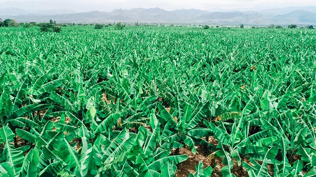 AbiyAhmedAli's tweet photo. As is the case for many parts of the country, the South Region is immensely rich in natural resources. This season, fruit and vegetable production has been exceptionally fruitful, with abundant harvests yielding 34.5 million quintals of fruits and 7.6 million quintals of vegetable crops. To build on this success, we must intensify our efforts across other regions, working towards a unified progress that strengthens our food security ambitions and ensures sustainable growth for the entire nation.