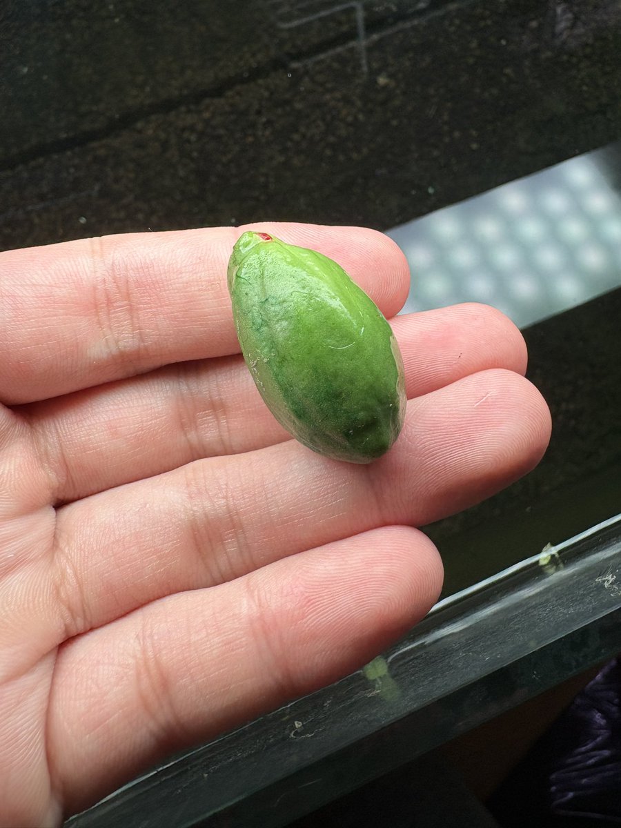 ちょんちょんしたら実が取れました🍏