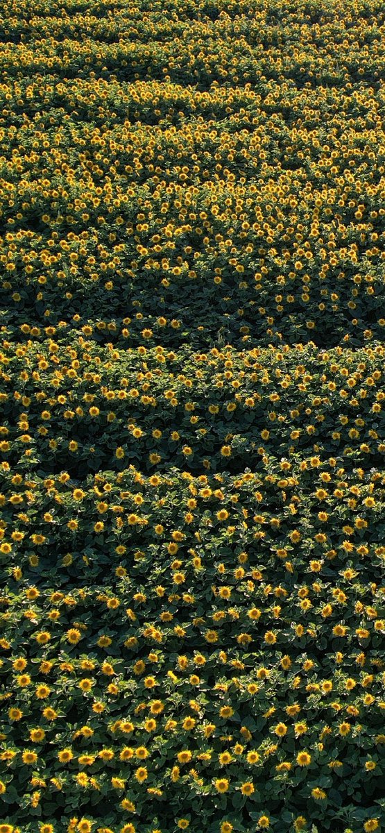 ᅠ ᅠ (@greendreaams) on Twitter photo 