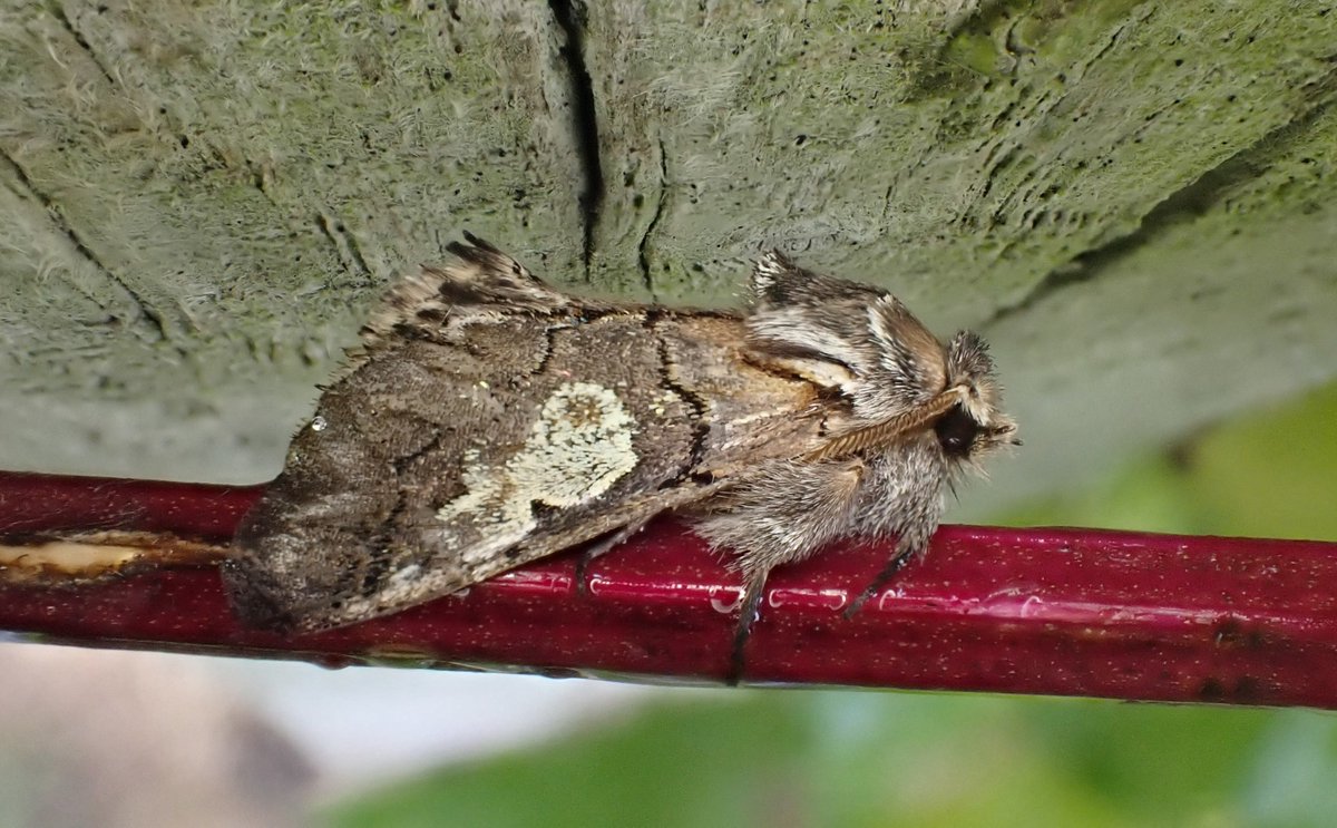 Pleased to catch up with Figure of Eight at a small rewilding project at Mickley last night. A declining species - we tend to see between 5 and 15 records most years in Yorkshire now.
