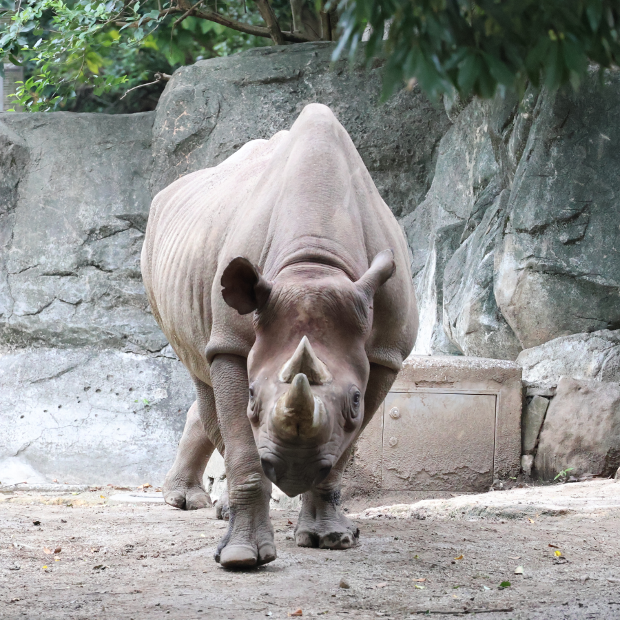 rakugoraku2's tweet photo. 「ヒガシクロサイ」と「インドサイ」2024.9.29📷 #金沢動物園 #サイ #raino https://t.co/yMuMqGdfzf