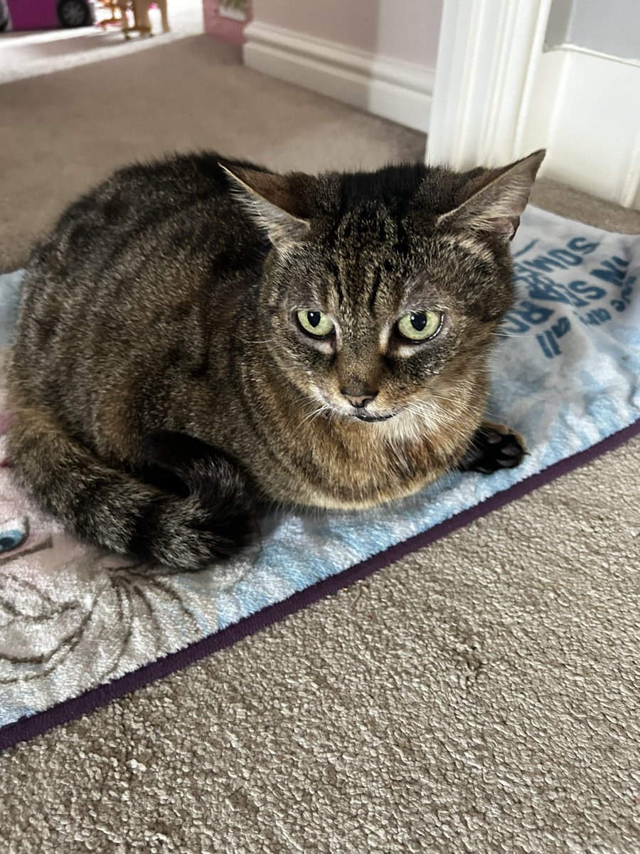Meet Tabs! #DPPCpets