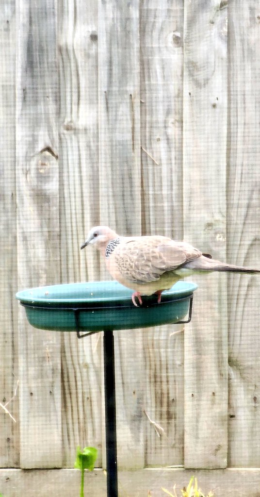 burnzzzy's tweet photo. I bought a bird feeder + bath about 2 months ago and finally got my first birb today 🥹 may only be a sky rat but I feel bad for what we did to pigeons so this one is welcome any time https://t.co/POFYBUeESN