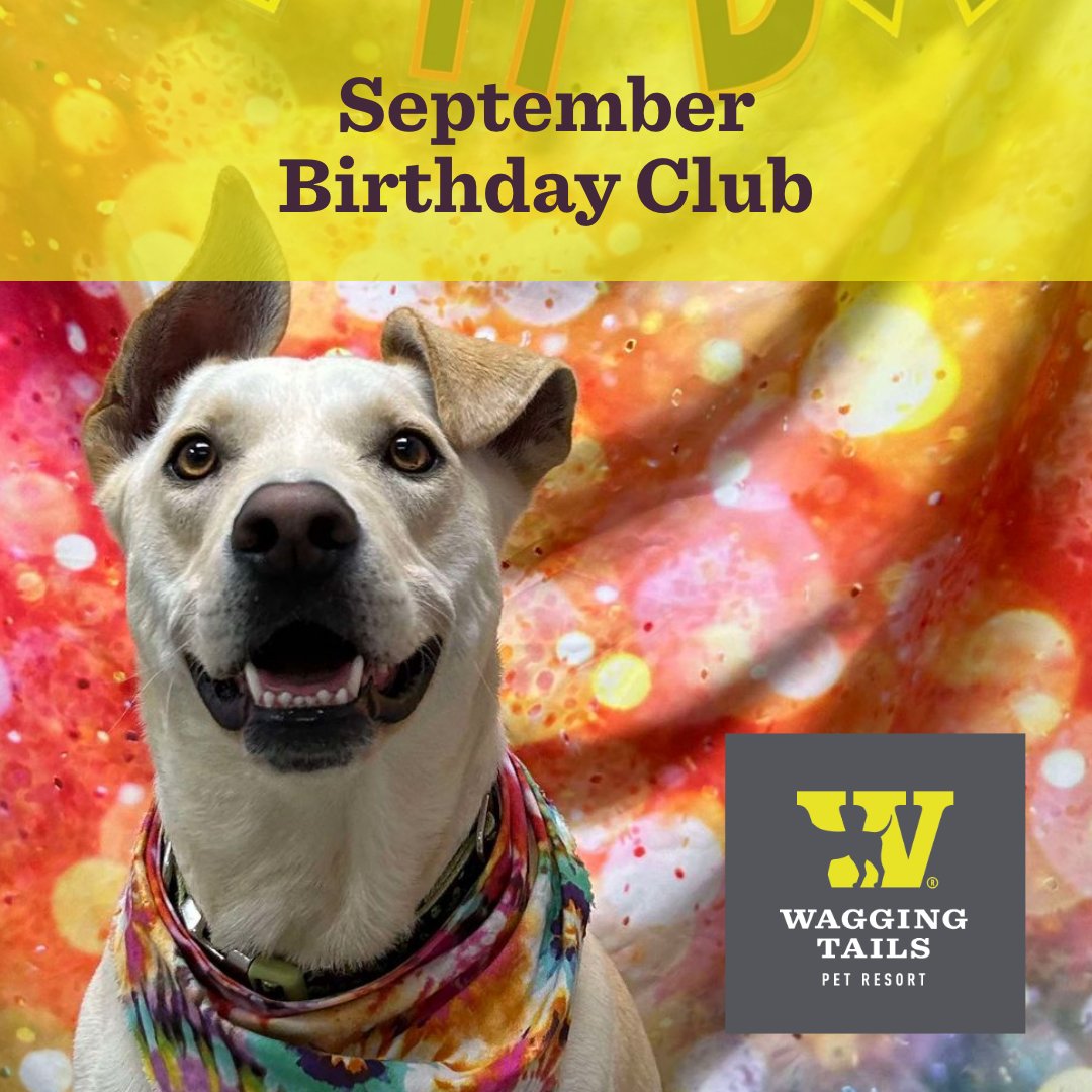 WaggingTailsPR's tweet image. Is your #dog in our FREE Birthday Club yet? It comes with a paw-ty! 
bit.ly/3zFoucE

#doggy daycare #birthdayclub #septemberbirthdays