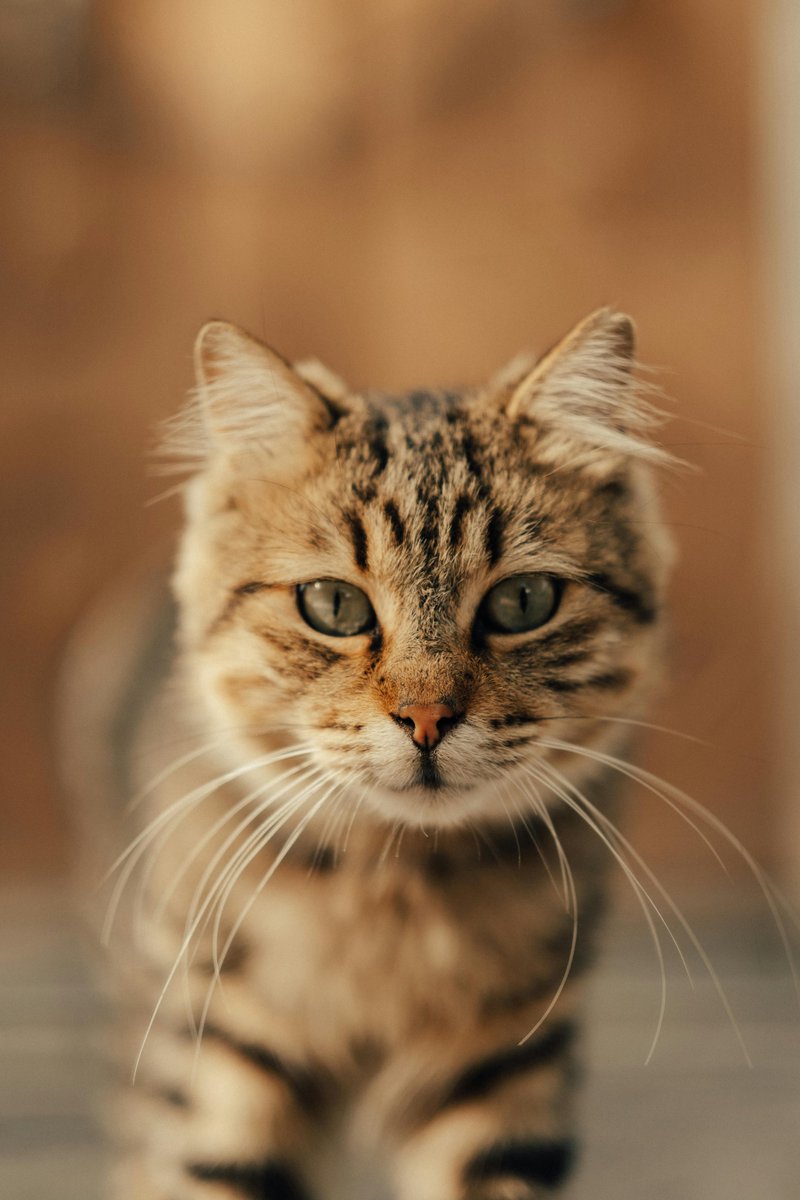 Awareness of the signs of bullying can help educators intervene before situations escalate.