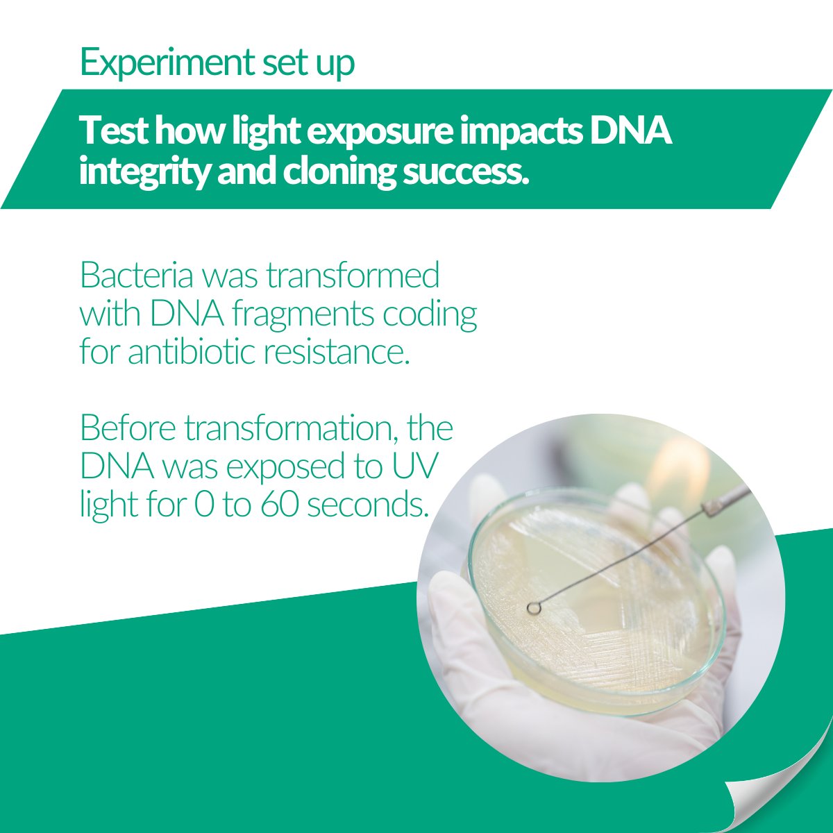 NipponGenEU's tweet image. 🧬When it comes to 𝗗𝗡𝗔 𝗶𝗻𝘁𝗲𝗴𝗿𝗶𝘁𝘆, the light you use matters.
Skip the harm, skip the fuss - Blue/Green LED is the light you can trust!
#LabInnovation #MolecularBiology #BlueGreenLED