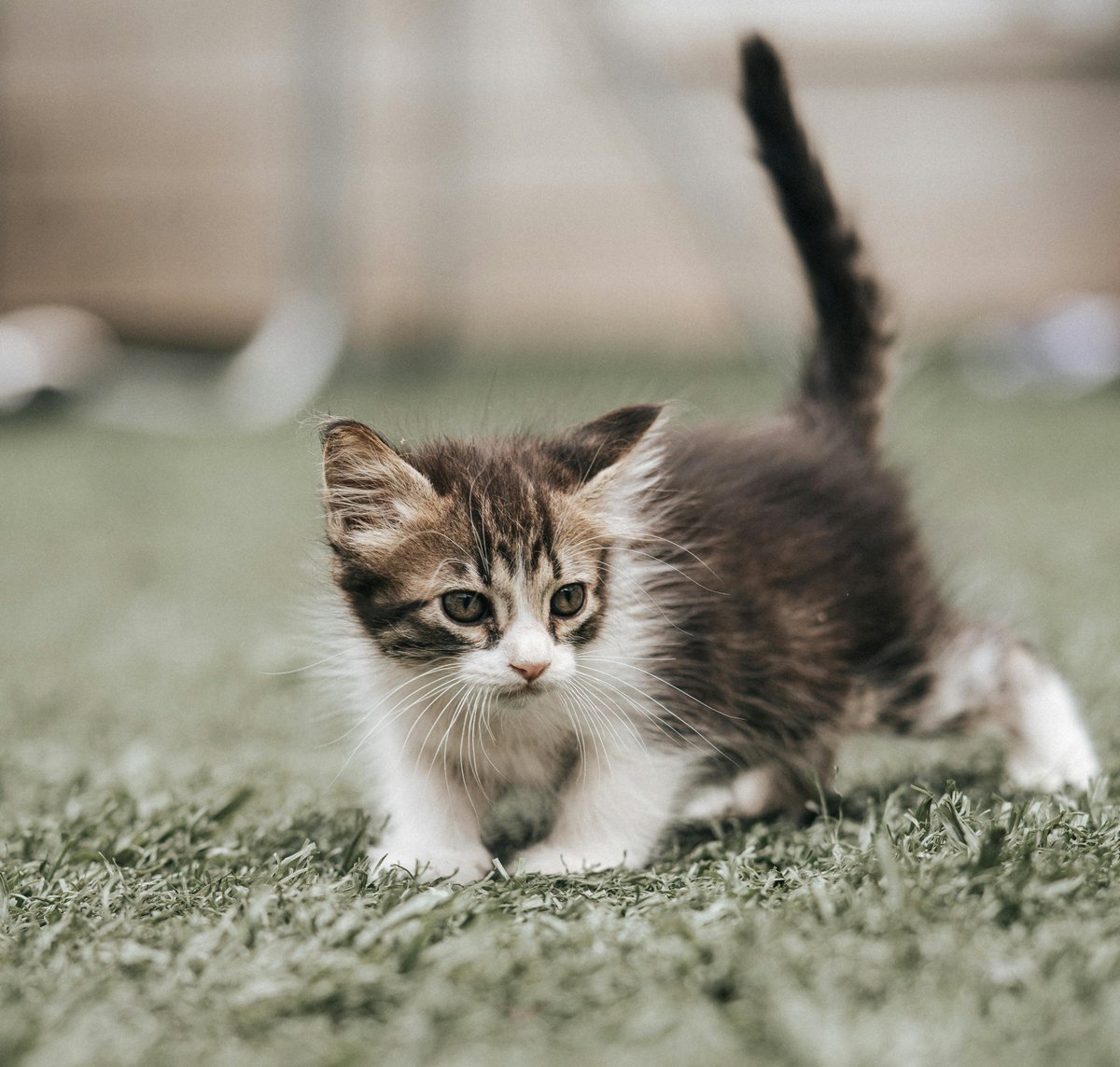 Chelsea Brader tweet media