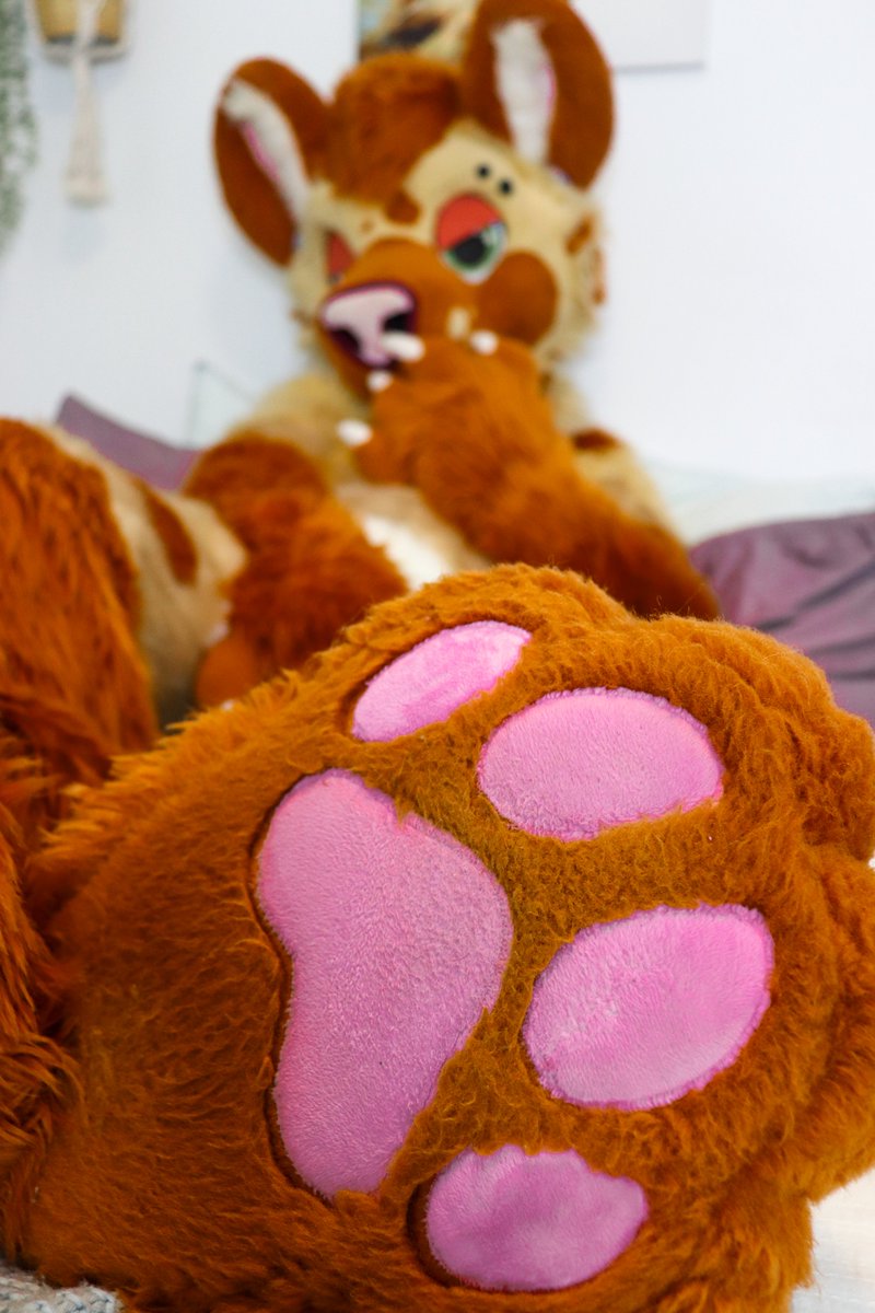 algos_puma's tweet photo. You really should be rubbing my paws right now

📸: @Dairmu https://t.co/qDn6nCYsko