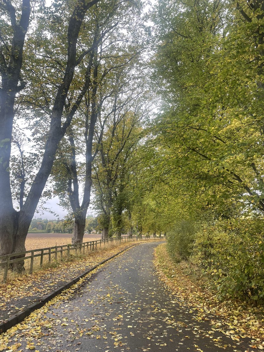 tigerbluefish's tweet photo. Gattonside - 8 October 🍁🍁🍁 https://t.co/2UtJJl4Dxr