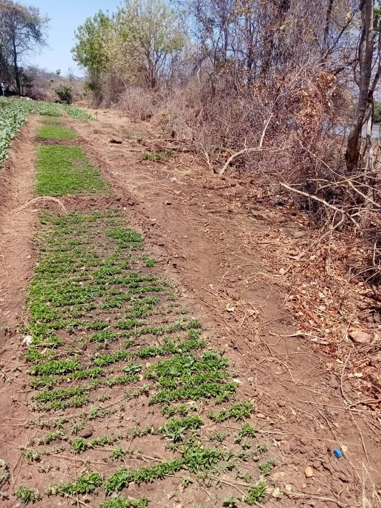 Farmers, you're the backbone of our society! Your hard work feeds nations &amp; sustains life. Don't let challenges discourage you! Every seed planted &amp; harvested is a testament to your dedication. Keep cultivating hope &amp; sowing seeds of success! 🌶️🌶️ #AgricultureMatters