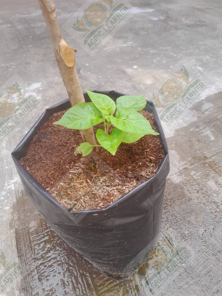 AgricLearner's tweet photo. We've designed and set up two gardens, Abeokuta, Ogun State, and Ikotun, Lagos State. Our Abeokuta client’s garden features tomatoes, habanero peppers, and bell peppers. At Agric Learner, we guide you throughout your production cycle. DM us on WhatsApp or call +2349039640419 https://t.co/Pr3ixPSwE5