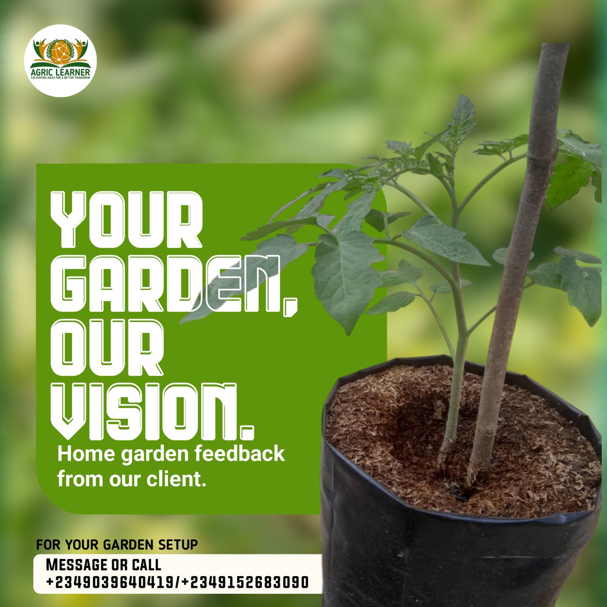 AgricLearner's tweet photo. We've designed and set up two gardens, Abeokuta, Ogun State, and Ikotun, Lagos State. Our Abeokuta client’s garden features tomatoes, habanero peppers, and bell peppers. At Agric Learner, we guide you throughout your production cycle. DM us on WhatsApp or call +2349039640419 https://t.co/Pr3ixPSwE5