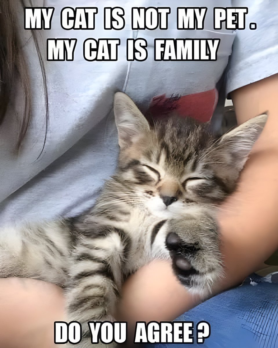 catsnkittys's tweet image. Do you agree?