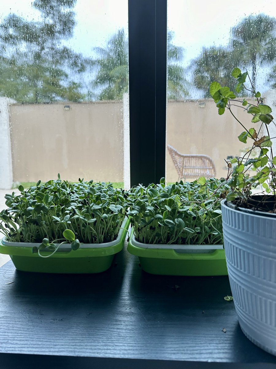 Got my hurricane food. Ready for the power to go out 🌱