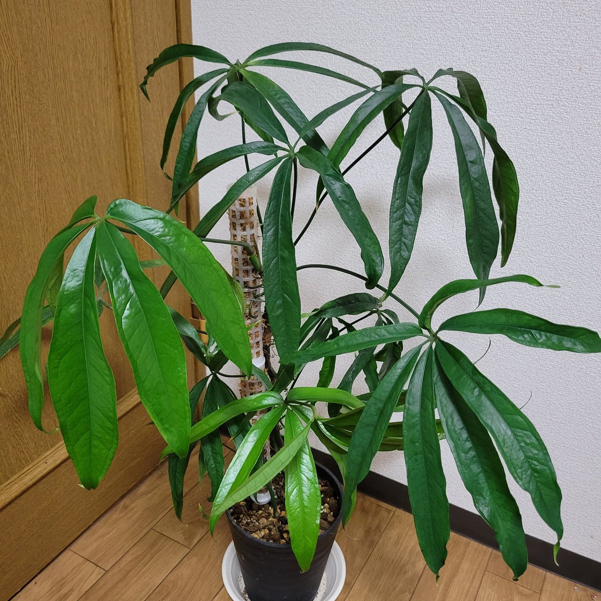 その他観葉植物 anthurium eminens anthurium eminens