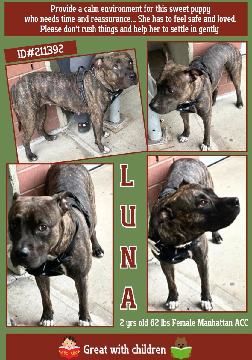 StellaA72142431's tweet photo. #PriorityPlacement Luna, id#211392, this sweet girl arrived at the #ManhattanACC 6 days ago. 🎯 Scared and anxious is never a good description from the shelter. At just 2 yrs old, she still has a lot of good years. She would do best in a slow traffic home.🏠 She will need to feel safe and loved.🥰
Please #Pledg4Rescue #FostersSaveLives. 💝 Please share Luna. #AdoptDontShop 🙏