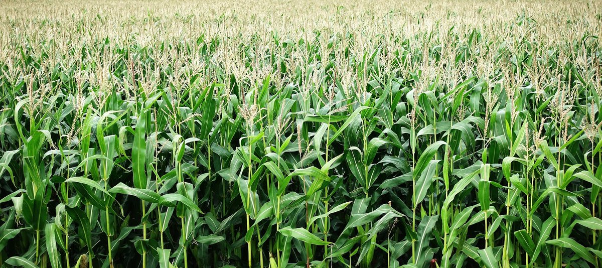 aapresid's tweet photo. 🧵HILO - Red de Maíz Tardío 🌽

Salió el último informe de nuestra Red, que incluye un estudio sobre el rol de la vicia como antecesor del cultivo para reducir brechas de rinde y mucha más información que te compartiremos en este hilo 👇🏻 https://t.co/aF1LxzSQqi