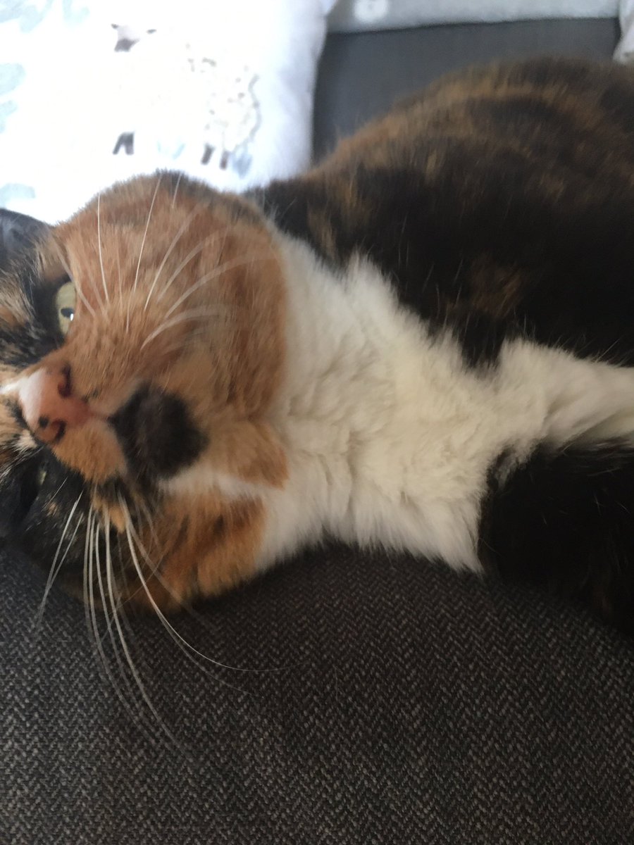 Technocat5000's tweet photo. 17 years
Rest happy now, Smudge
❤️ https://t.co/DU1KcTLBel