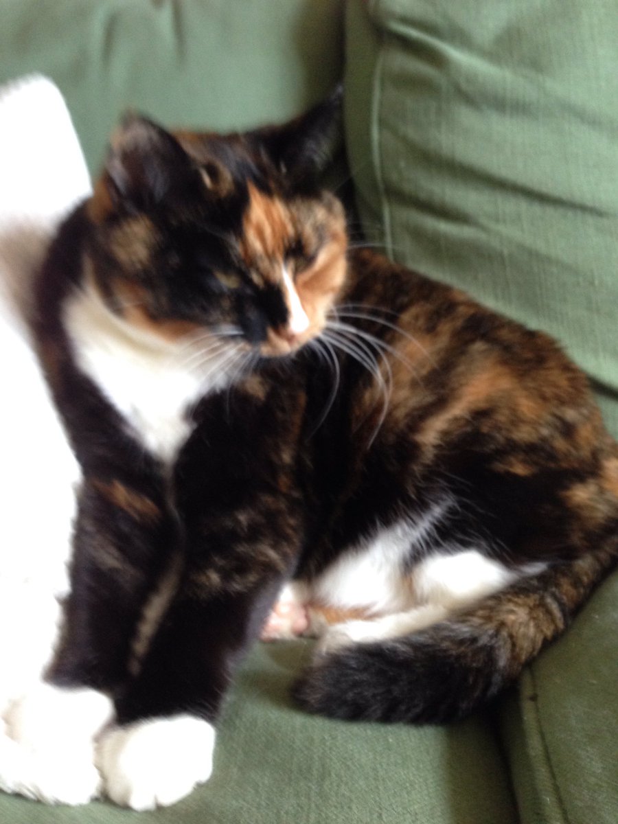 Technocat5000's tweet photo. 17 years
Rest happy now, Smudge
❤️ https://t.co/DU1KcTLBel