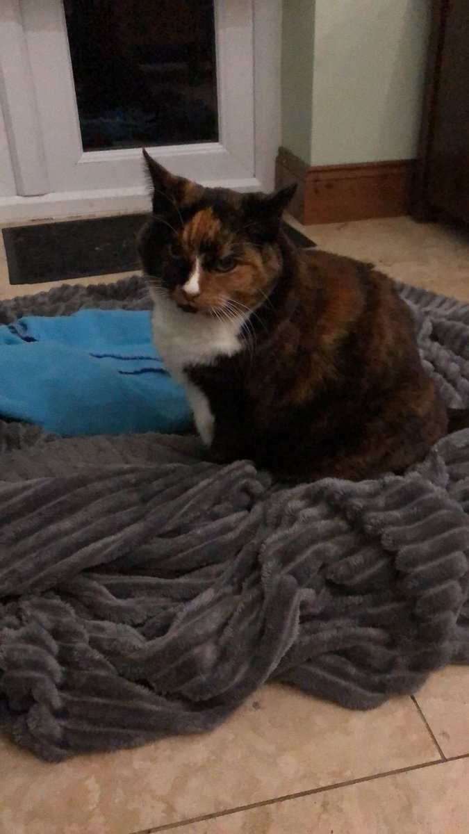 Technocat5000's tweet photo. 17 years
Rest happy now, Smudge
❤️ https://t.co/DU1KcTLBel