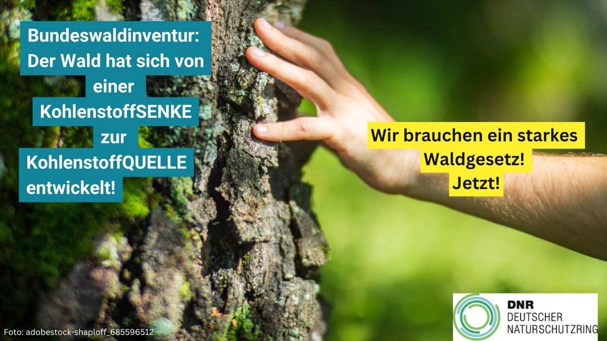 naturschutzring's tweet photo. Ergebnis #Bundeswaldinventur des BMEL:
🌳🌲Der Wald hat sich von einer Kohlenstoffsenke zur Kohlenstoffquelle entwickelt😰! Aber wir Menschen brauchen den Wald mit seinen zahlreichen Ökosystemleistungen dringend🙏
Liebe Bundesregierung, wir brauchen ein starkes #Bundeswaldgesetz! https://t.co/RUtB6q7K1m