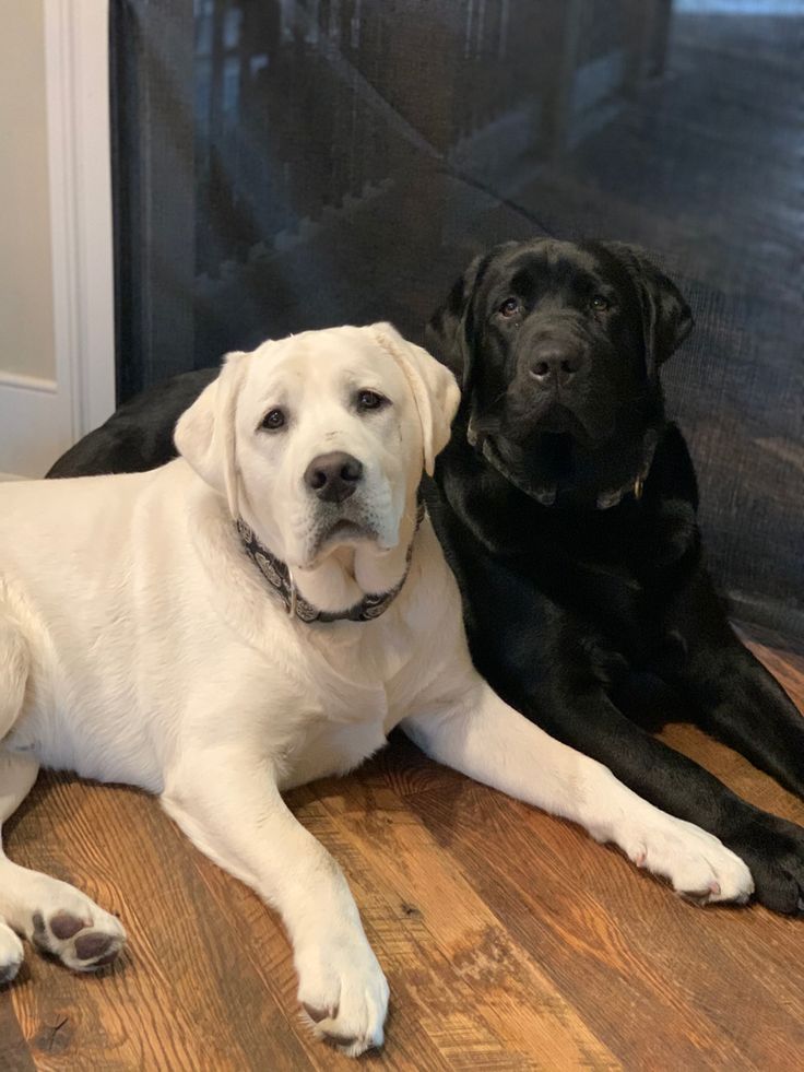 Labrador Lover tweet media