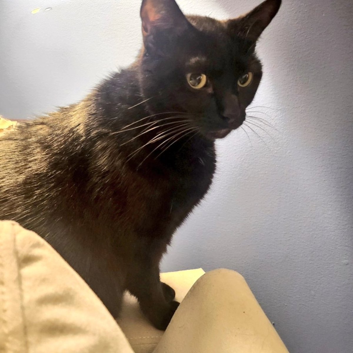 SHE'S HEEEERRRRE!!! Available wherever books are sold! Y'all waited so patiently for this, and I appreciate it more than I can say, as does my own Sir Purrcival, Merlin, who thanks you for reading because every copy sold equals MORE TREEEEEEAAAAATS! 🤣 HAPPY READING, WITCHES!