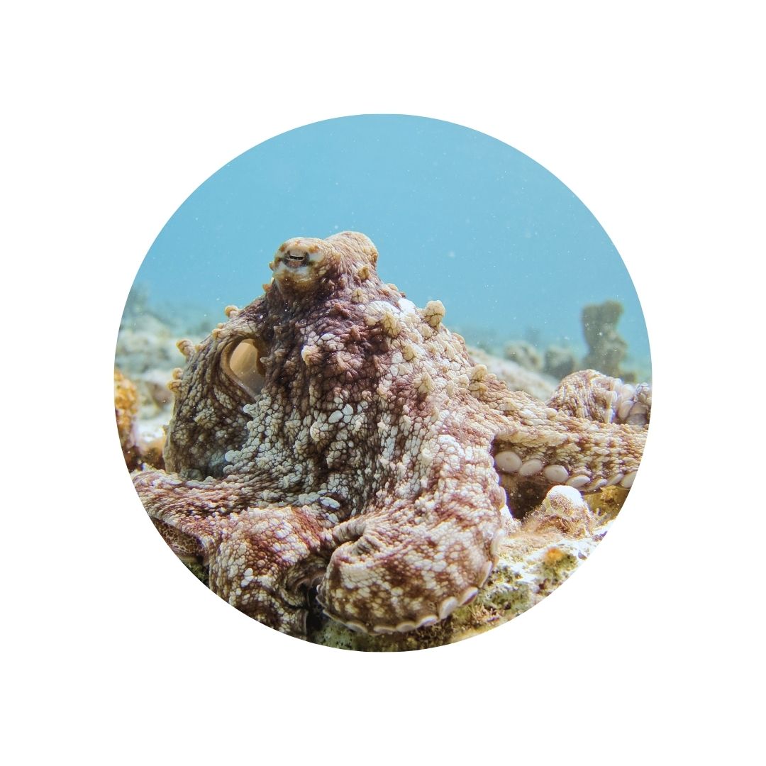 Ocean. Now. tweet media