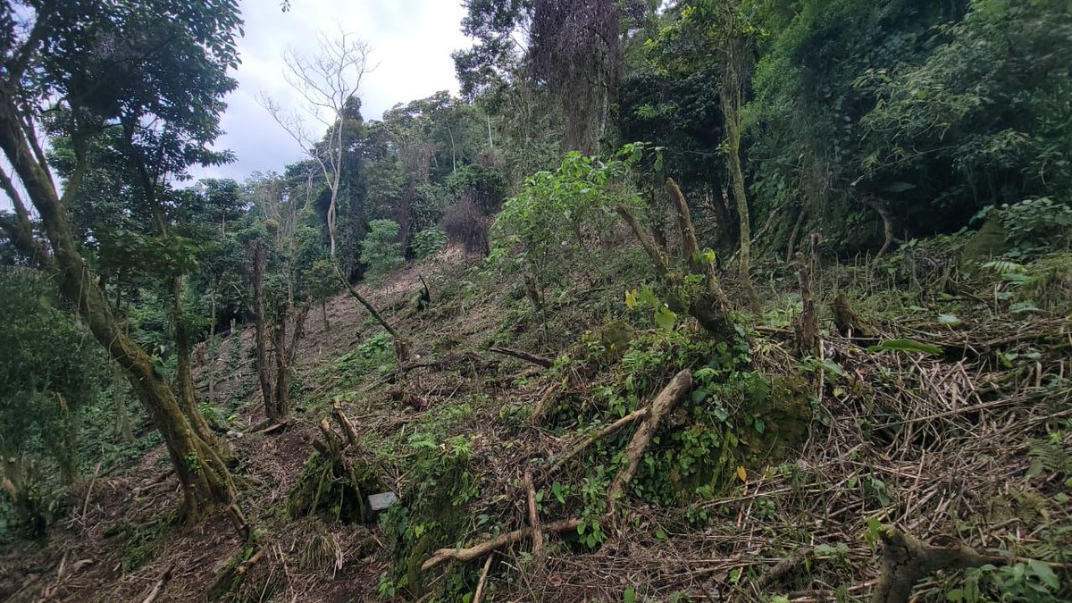 ICFHonduras's tweet photo. 🚨 ¡CUATRO DETENIDOS por depredación de área protegida en PANAMOSAB! 🚨

Gracias a la acción del ICF, la Fuerza de Tarea Interinstitucional Ambiental, el #3BPA y la #PMOP, se logró detener in fraganti a cuatro ciudadanos por violar la resolución de "Cero Deforestación al 2029" 🌳✋.

🔍 Delitos ambientales: 
1️⃣ Deforestación 🌲 
2️⃣ Cambio de uso de suelo para siembra de café ☕ 
3️⃣ Explotación ilegal de recursos naturales 🌿

⛔ Motivo de la detención: Daños por deforestación, cambio de uso de suelo y explotación ilegal de recursos naturales en área protegida.

⚖️ Los detenidos han sido remitidos a la Fiscalía Especial de Medio Ambiente para el proceso legal correspondiente.

🌍 ¡Juntos por un futuro sin deforestación! 🌿
#CeroDeforestaciónAl2029