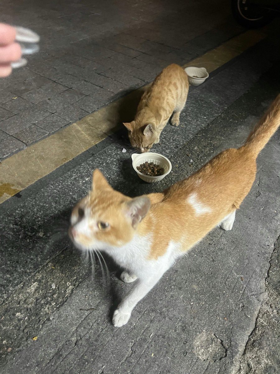 我的小猫叫软糖特别可爱  当时直播黄了很穷 前夫哥家条件好能给它绝育 哎这是我这辈子最后悔的事吧 每次想起来都好想哭 不知道我的小软糖过得怎么样了  每天有没有好吃的罐罐  在大别墅里面住着会害怕孤独嘛 还记得妈妈嘛 都怪妈妈没用不能给你很好的生活 「长毛男你看到这条请给我发软糖的照片！！」 https://t.co/xBIqrxoHSs