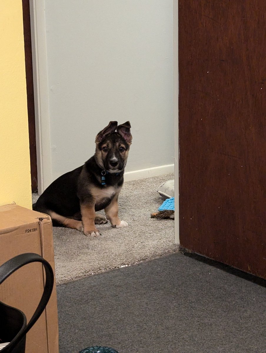 My puppy officially has German Shepherd ears and I'm in love 😻

(They are currently flopping all over the place as they attempt to stand up straight, but they are both upright! Photo from yesterday when the first one popped.)