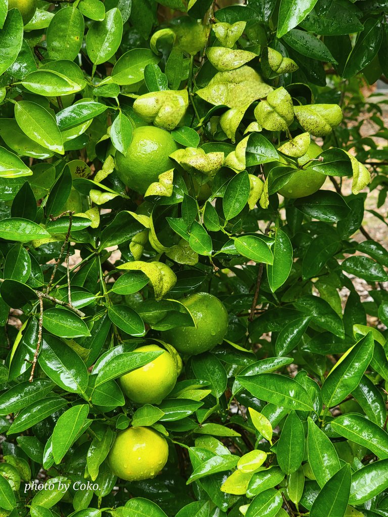 coko9718's tweet photo. Our oranges look to be a bit battered from Hurricane Helene but holding. Thankful that we are NOT in Hurricane Milton's direct path but waiting to see how much rainfall it brings.  
#MondayMorning #MondayMood #citrustrees  #TwitterNatureCommunity #Florida 😔 https://t.co/oxogjsOKIq