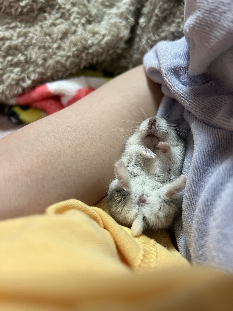 🐹💤