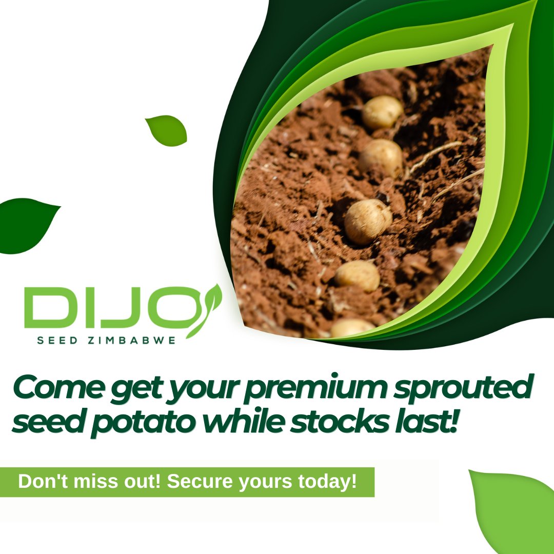 "Hurry! 🌱 Get your premium sprouted seed potato at Dijo Seed Zimbabwe before it's gone! 🌿 Don’t wait—secure yours now and grow your best harvest yet!" x.com/messages/compo…