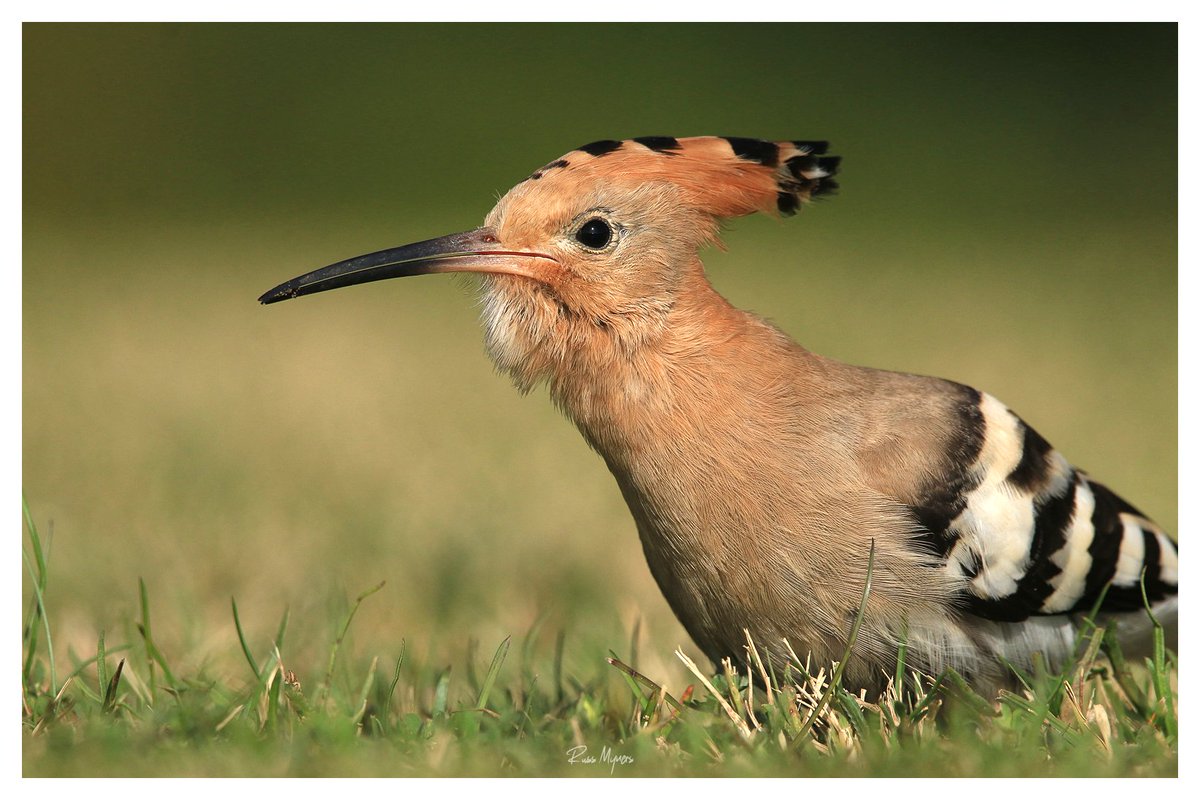 Russ Myners (@russmyners) on Twitter photo Wonderful Hoopoe at Swansea Bay yesterday #Hoopoe <a href="/Natures_Voice/">RSPB</a> <a href="/RSPBCymru/">RSPB Cymru</a> <a href="/BBCSpringwatch/">BBC Springwatch</a> <a href="/BirdWatchingMag/">Bird Watching</a> <a href="/itvcoastcountry/">ITV Coast & Country</a> <a href="/DerekTheWeather/">Derek Brockway - weatherman</a> <a href="/Ruth_ITV/">Ruth_TV</a> Wonderful Hoopoe at Swansea Bay yesterday #Hoopoe <a href="/Natures_Voice/">RSPB</a> <a href="/RSPBCymru/">RSPB Cymru</a> <a href="/BBCSpringwatch/">BBC Springwatch</a> <a href="/BirdWatchingMag/">Bird Watching</a> <a href="/itvcoastcountry/">ITV Coast & Country</a> <a href="/DerekTheWeather/">Derek Brockway - weatherman</a> <a href="/Ruth_ITV/">Ruth_TV</a>