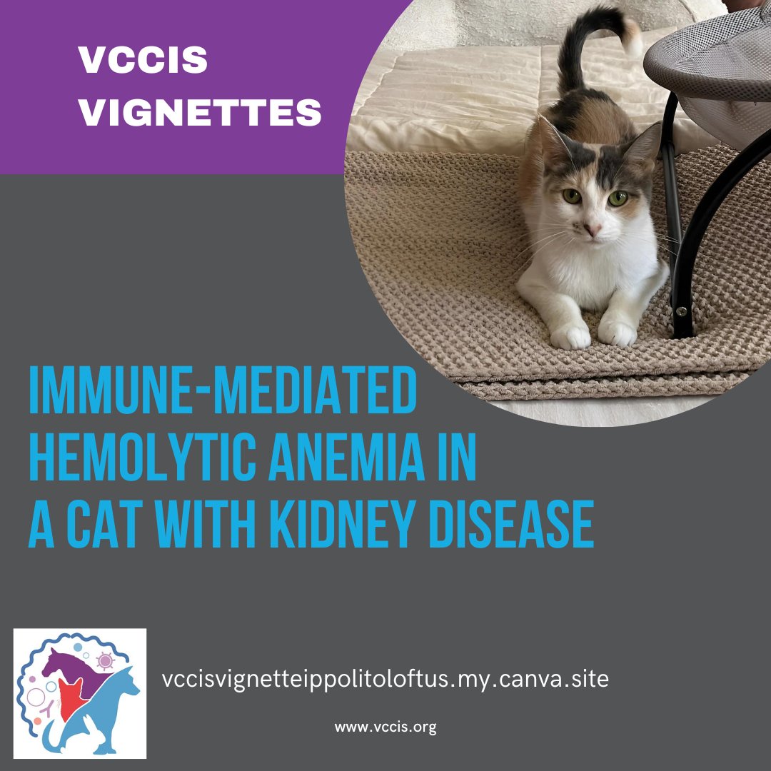 Interested in interesting immunology related cases? Check our first VCCIS Vignette presenting IMHA in a cat with a twist! loom.ly/TvVPQUk