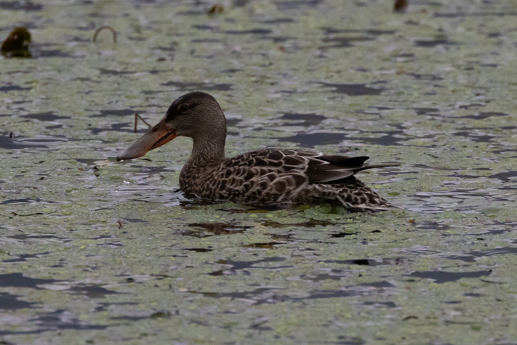 ducanada's tweet photo. #FallMigration is underway. Pictured are some recent observations logged in our #DUCMigrationTracker project on @inaturalist.
📷 1: Mallard © Sonya Mann 📷 2: Northern shoveler © John D Reynolds
📷 3: Caspian tern © David McCorquodale 📷 4: Wood duck © Gary Neilson https://t.co/SPHzaKYxYH