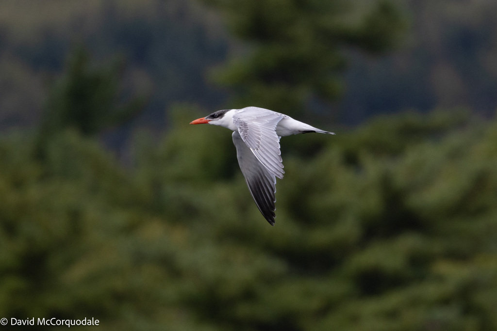 ducanada's tweet photo. #FallMigration is underway. Pictured are some recent observations logged in our #DUCMigrationTracker project on @inaturalist.
📷 1: Mallard © Sonya Mann 📷 2: Northern shoveler © John D Reynolds
📷 3: Caspian tern © David McCorquodale 📷 4: Wood duck © Gary Neilson https://t.co/SPHzaKYxYH