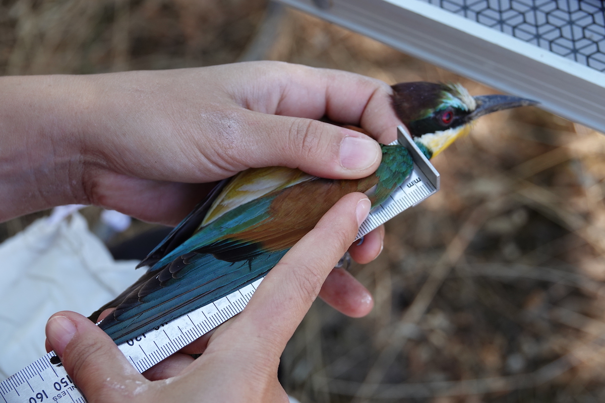 Migrações: Joana e a sua equipa estão a seguir 15 abelharucos por GPS wilder.pt/historias/migr…