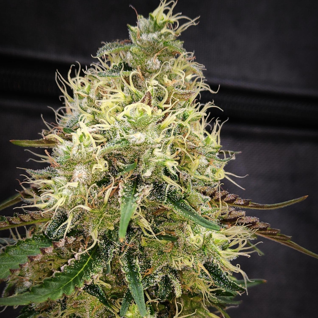 🌱🔥 Apricot Oreoz 🍑🍪 
Dive into the delicious blend of juicy apricot and creamy Oreo cookie flavors. With up to 32% THC, this strain doesn’t just taste sweet; it packs an insane punch! 💥
Ready to elevate your game? 🚀
👩‍🌾 Mrs_Larimar
#AnesiaSeeds #ApricotOreoz  #HighTHC