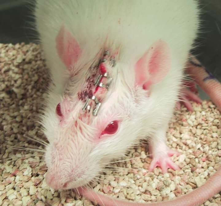 AdeaClaude's tweet photo. Des études montrent que plus de 90% des découvertes scientifiques qui implique des expériences sur les animaux, n’aboutissent pas à des traitements pour les humains.

STOP aux tests sur les animaux 😡😡

📸 PETA https://t.co/AaFGd8UzD7