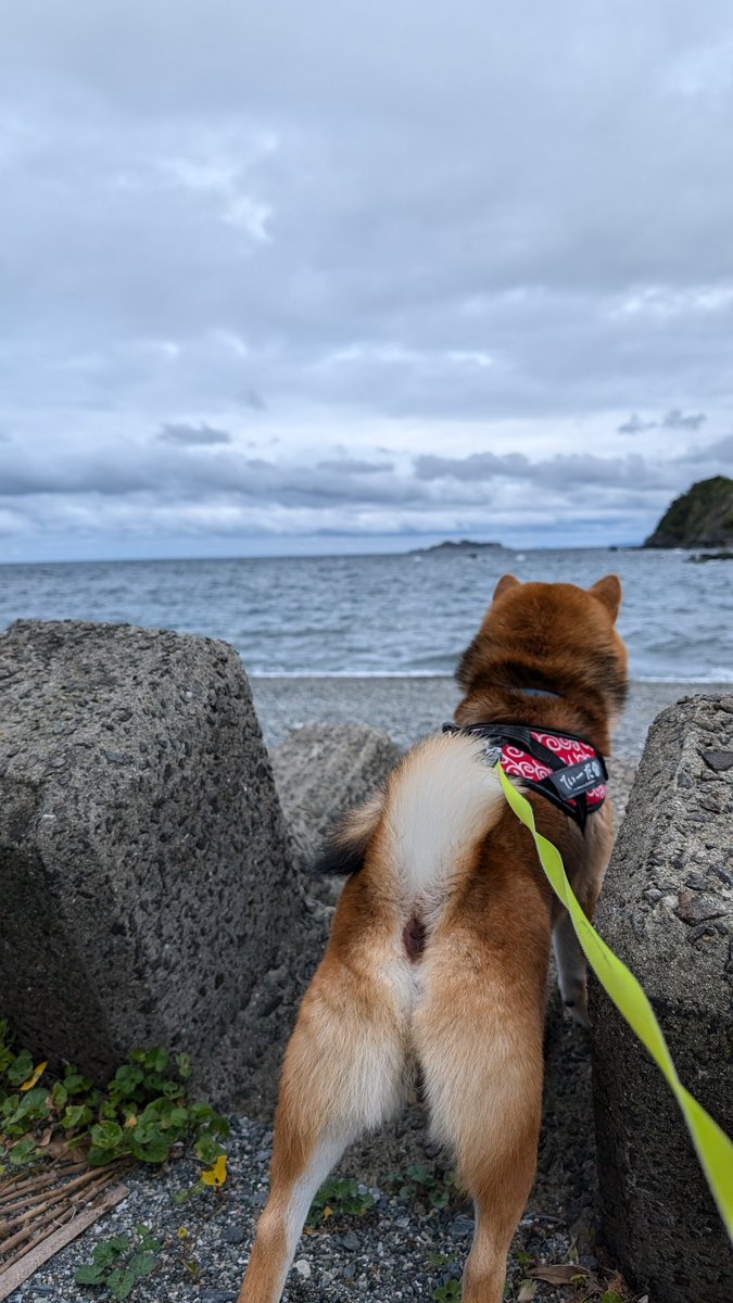 shibaThida's tweet photo. 野母崎へお散歩🐶
軍艦島をバックに🏝️長崎もあと少し思い出巡り😊
#柴犬
#柴犬てぃーだ#柴犬のいる暮らし
#ながさき ＃軍艦島#思い出巡り https://t.co/ZsmGQ0bovo