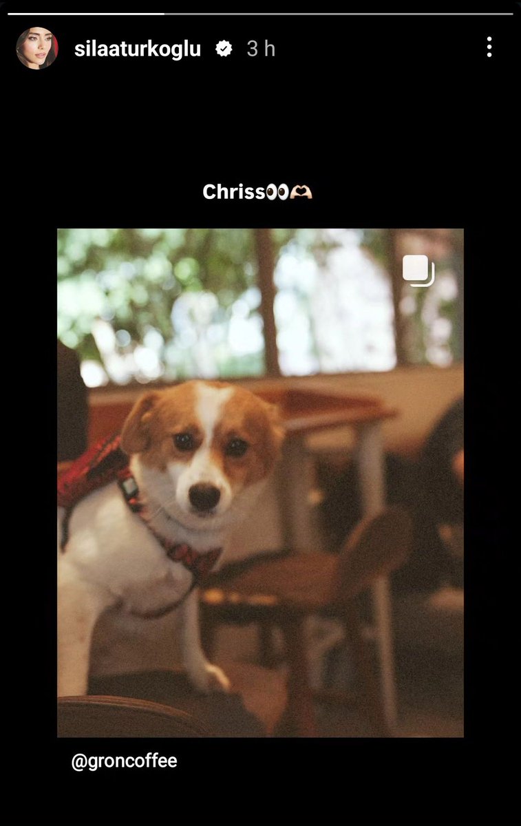 📸| Sıla Türkoğlu via IG Stories  🐶

#SılaTürkoğlu 
SılaTürkoğlu