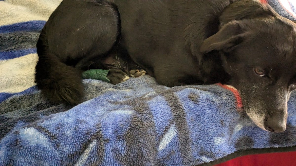 OptionsMike's tweet photo. Poor Duke, has a hot spot again..
You would think I amputated his leg...
#LIFEOFDUKE https://t.co/OPgfawO64E