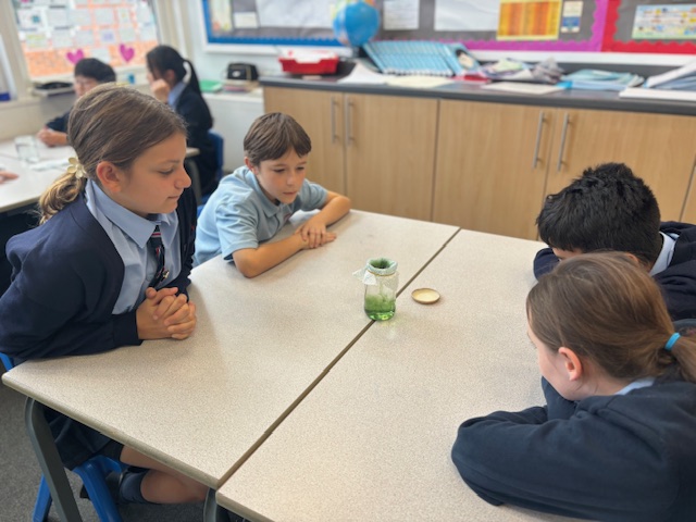 StVincentsPr's tweet photo. Year 6 have enjoyed learning about osmosis in Science today #passionateaboutlearning https://t.co/FlOJlBlTuj
