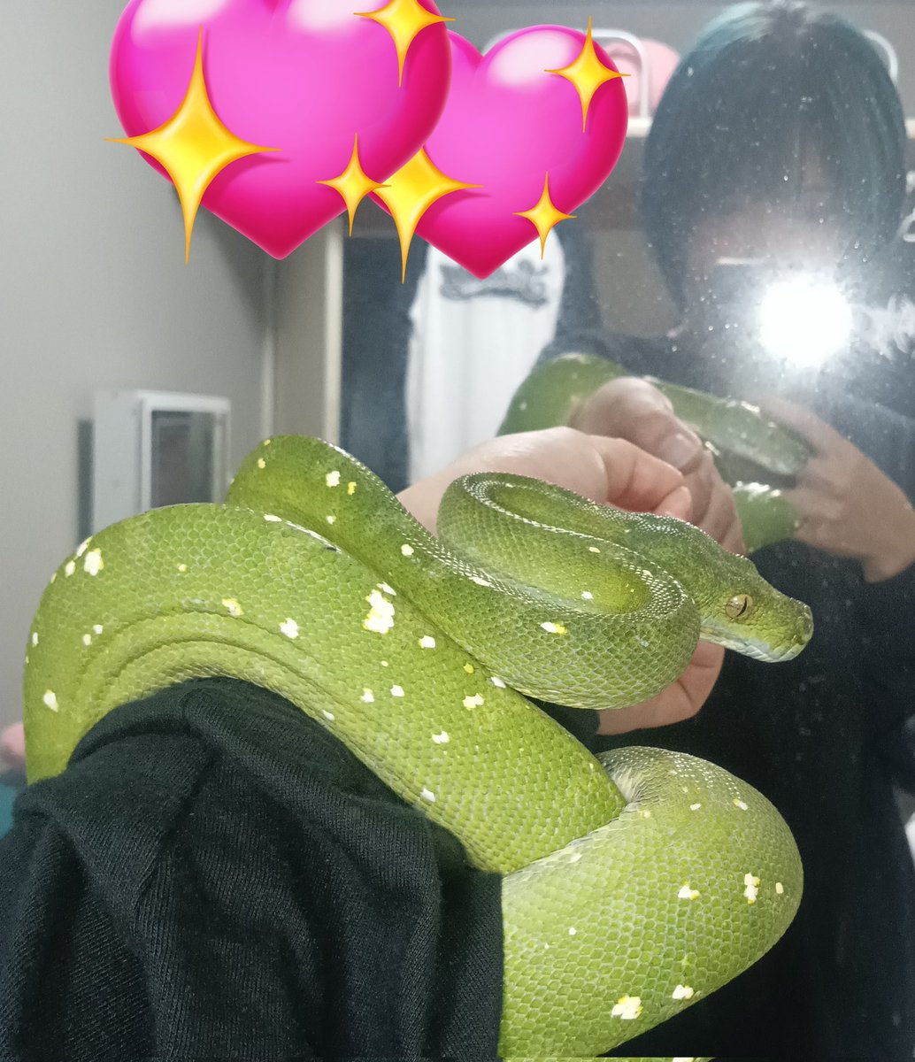 omi031san's tweet photo. 思い出🐍💚✨
#グリーンパイソン
#greenpython https://t.co/bcjpLmqyJN