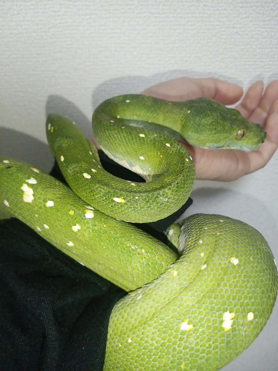 omi031san's tweet photo. 思い出🐍💚✨
#グリーンパイソン
#greenpython https://t.co/bcjpLmqyJN