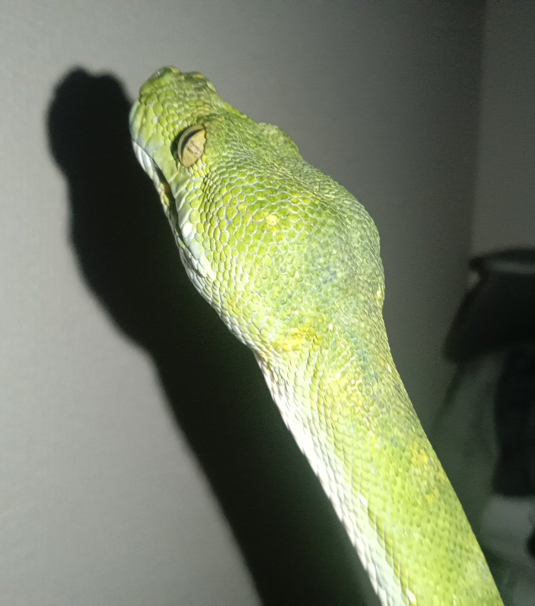 omi031san's tweet photo. 思い出🐍💚✨
#グリーンパイソン
#greenpython https://t.co/bcjpLmqyJN